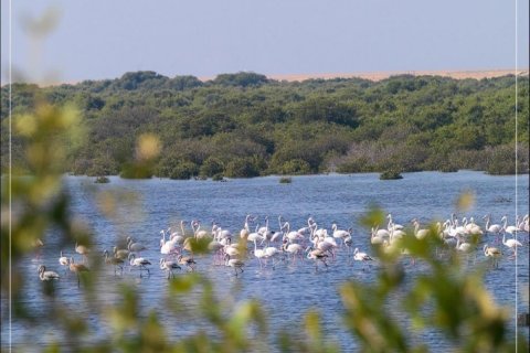 Tomt till försäljning i Al Zorah, Ajman, UAE 16680 kvm Nr. 641126 - fotografi 8