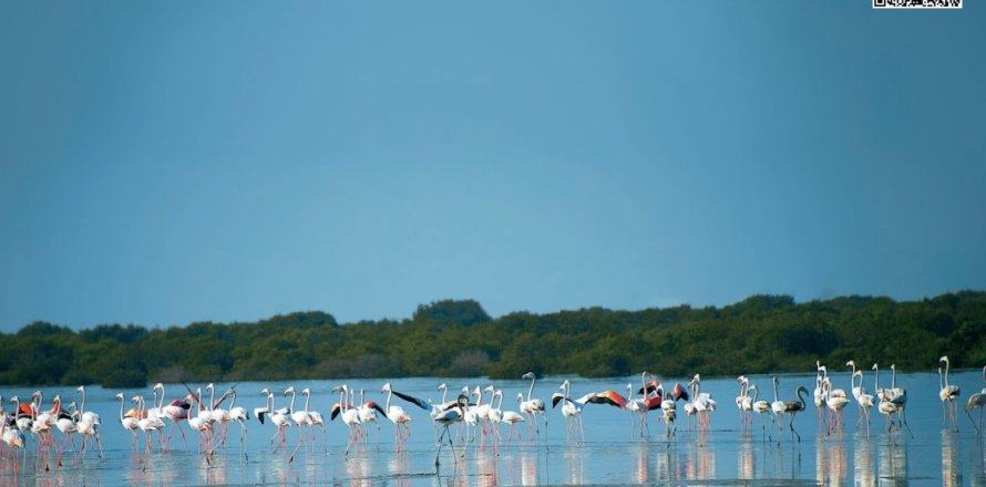 Жер телімі Al Zorah, Аджман, БАӘ-да 10187 м² № 652927