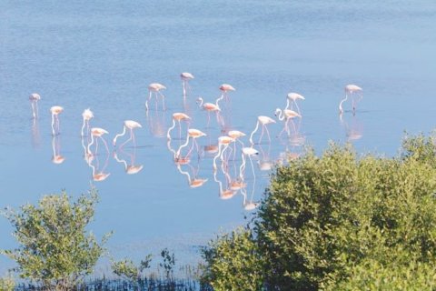 Al Zorah、Ajman、UAE にある土地販売中 10187 m2、No652926 - 写真 21