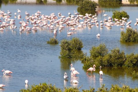 Al Zorah, Ajman, UAE의 판매용 토지 7940제곱미터 번호 655616 - 사진 14