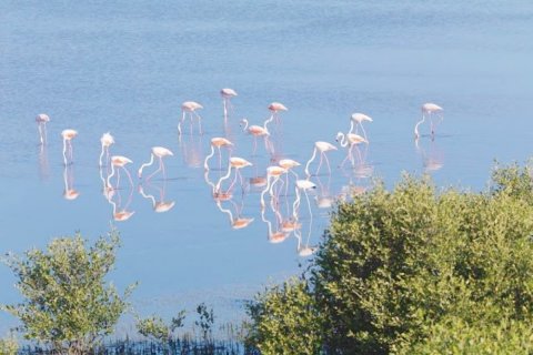 Εμπορικό ακίνητο σε Al Zorah, Ajman, ΗΑΕ 1326 τ.μ. Αρ. 645110 - φωτογραφία 20