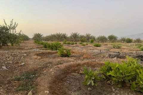 Ras Al Khaimah, संयुक्त अरब अमीरात में खेत, 26404 वर्ग मीटर, संख्या 656843 - फ़ोटो 5