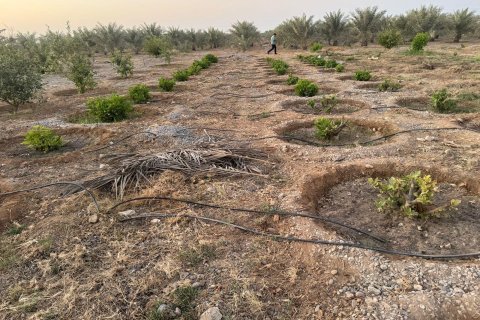 Ras Al Khaimah, संयुक्त अरब अमीरात में खेत, 26404 वर्ग मीटर, संख्या 656843 - फ़ोटो 2