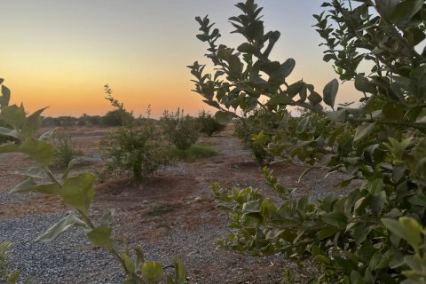 Ras Al Khaimah, संयुक्त अरब अमीरात में खेत, 26404 वर्ग मीटर, संख्या 656843 - फ़ोटो 1