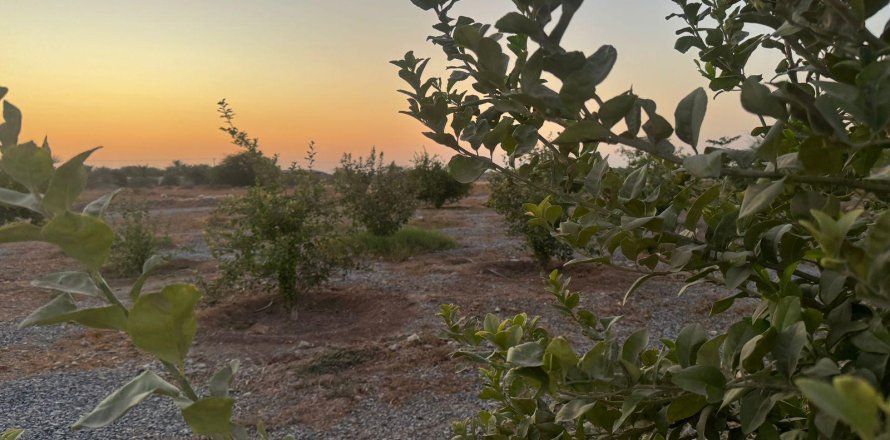 Ras Al Khaimah, संयुक्त अरब अमीरात में खेत, 26404 वर्ग मीटर, संख्या 656843