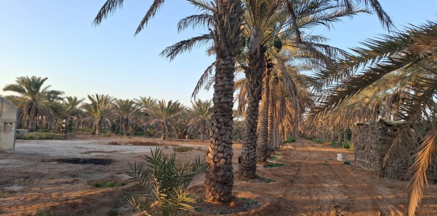 Ras Al Khaimah, UAE의 농장 침실 3개, 22575제곱미터 번호 656842
