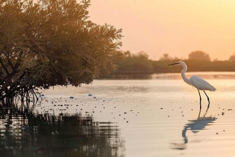 Városi lakóépület itt: Mina Al Arab, Ras Al Khaimah, EAE, 4 hálószoba, 421 m², azonosító: 656860 - fénykép 8