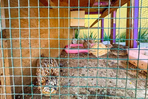 Granja en venta en Al Rams, Ras Al Khaimah, EAU 1022 m2 № 656894 - foto 11